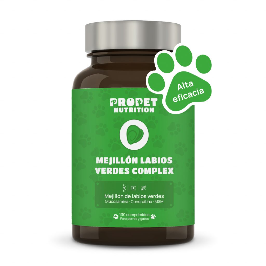 mejillón labio verde perro